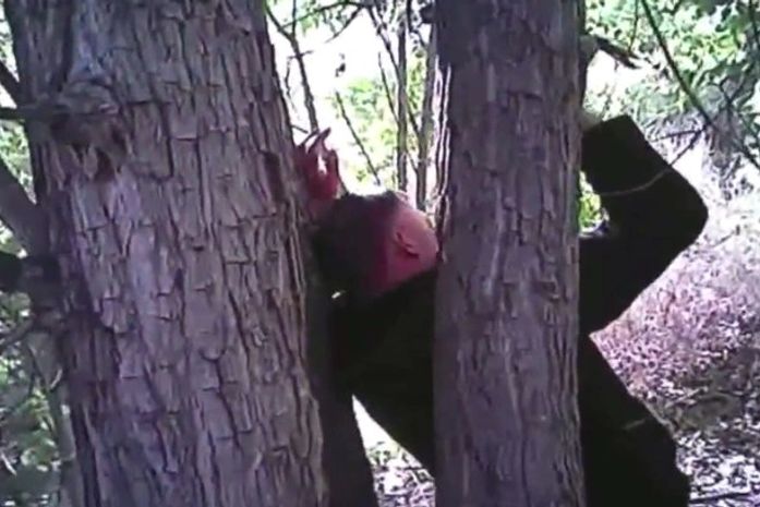 Homem é 'crucificado' em árvore por vingança de máfia imobiliária nos EUA