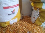 Palmeira dos Índios recebe mais de 30 mil toneladas de sementes  para agricultores do município cadastrados no programa Planta Alagoas

