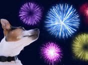 Para não assustar cães, algumas cidades brasileiras terão queima de fogos silenciosa