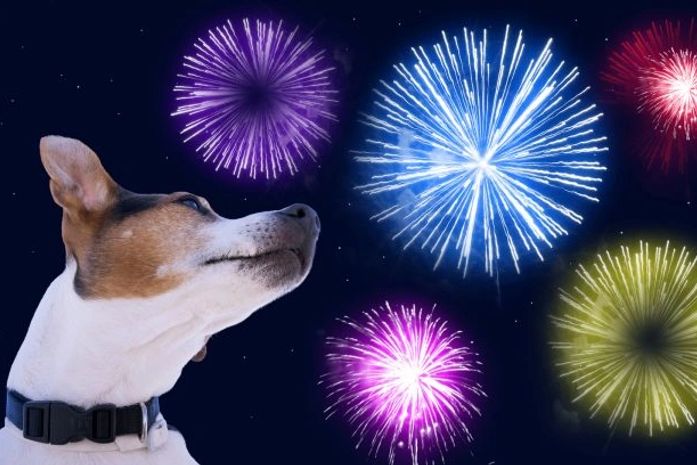 Para não assustar cães, algumas cidades brasileiras terão queima de fogos silenciosa