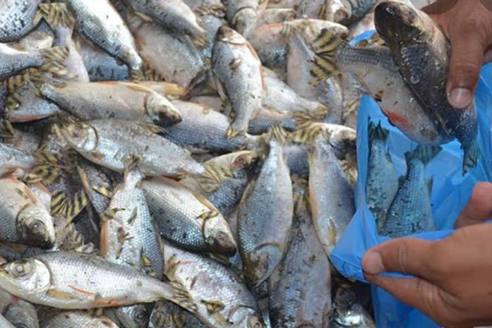 Começa amanhã (30) entrega de peixes e kit de alimentos para a Semana Santa
