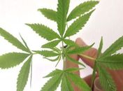 Fabricação e venda de produtos derivados da cannabis entram em vigor