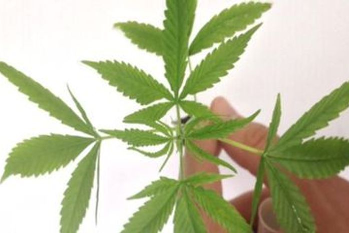 Fabricação e venda de produtos derivados da cannabis entram em vigor