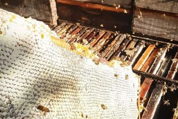 Agrotóxicos encurtam vida e mudam comportamento das abelhas