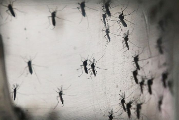 Fiocruz descobre que pernilongo pode transmitir vírus zika