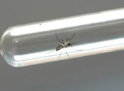 Vacina brasileira contra zika avança e pode chegar ao mercado em 2021