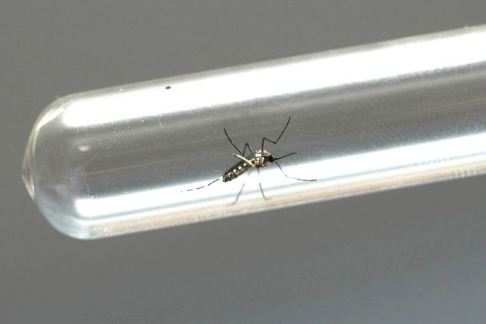Vacina brasileira contra zika avança e pode chegar ao mercado em 2021