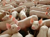 China autoriza importação de gordura de porco do Brasil