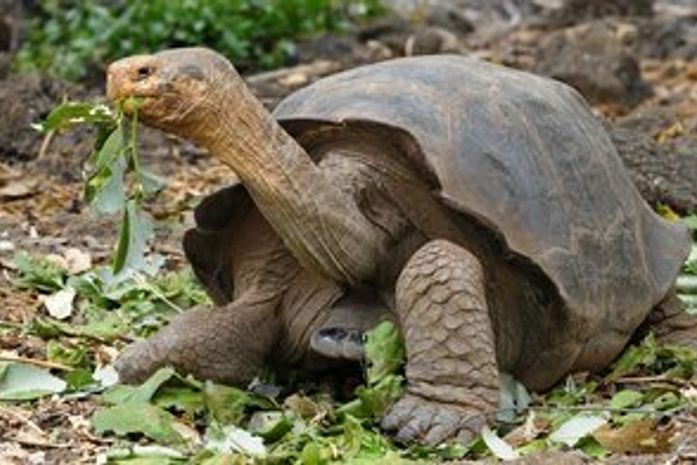 Ter uma tartaruga melhora a asma? Conheça mitos e verdades