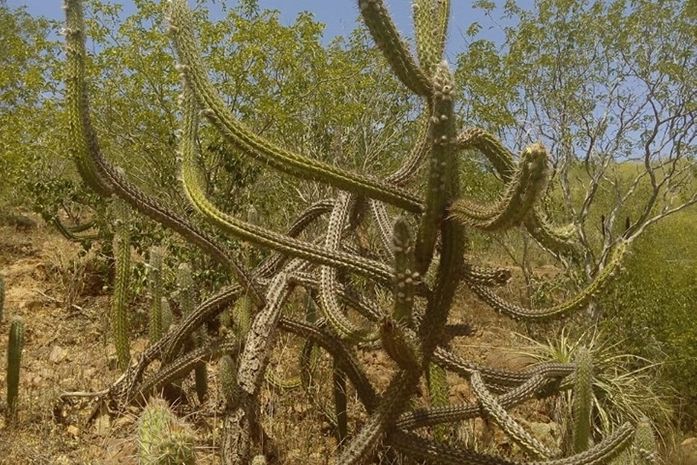 Quando a natureza chama...