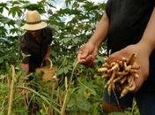 Municípios sertanejos são contemplados com R$ 3,6 milhões a produtores alagoanos
