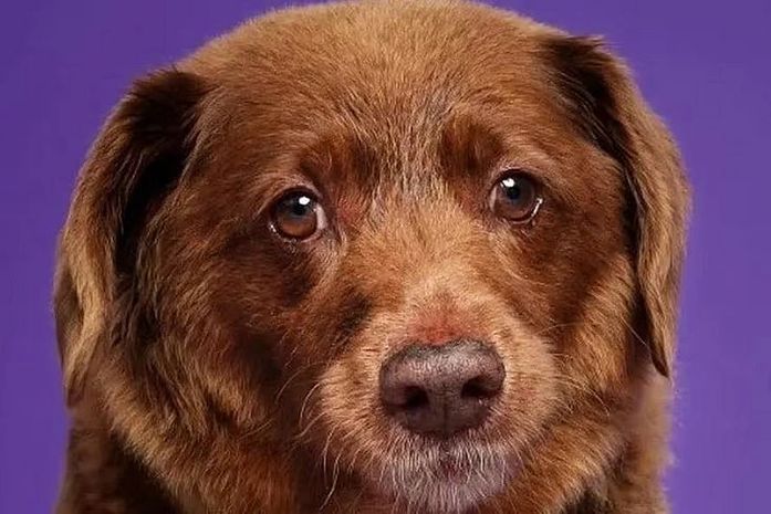 Morre Bobi, o cachorro mais velho do mundo, aos 31 anos
