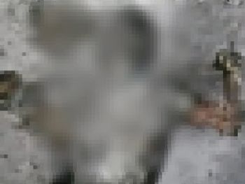 Rs=w:350,h:263,i:true,cg:true,ft:cover?cache=true