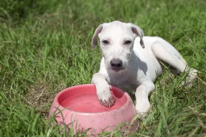 Verão exige cuidados redobrados com a saúde dos pets; confira recomendações