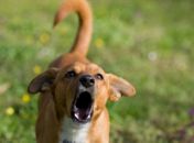 Vídeo: Vereadores aprovam lei que proíbe cachorro de latir em SC
