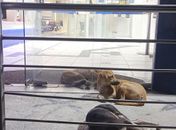 Abandonados, cães se abrigam em interior de agência bancária de Pão de Açúcar 
