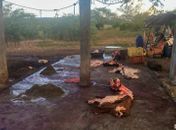 Durante operação em Ouro Branco, abate clandestino é descoberto e duas pessoas são autuadas em mais de R$ 50 mil