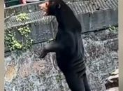 Urso-malaio de zoológico da China virou alvo de fake news nas redes sociais