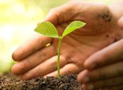 Agricultores nordestinos têm até dezembro para renegociar dívidas rurais