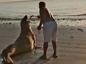 Imagens mostram homem interagindo com elefante-marinho em praia de AL; Instituto faz alerta