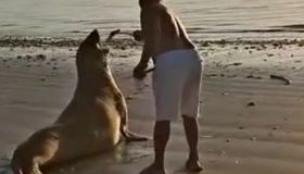 Imagens mostram homem interagindo com elefante-marinho em praia de AL; Instituto faz alerta