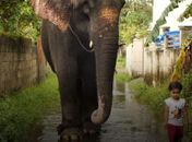 Vídeo: Na Índia, menina de dois anos tem como bichinho de estimação um elefante!
