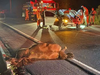 Veículo em que estava Padre de Dois Riachos colide em cavalo na AL-130, próximo a Olho D'água das Flores
