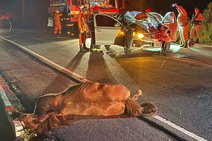 Veículo em que estava Padre de Dois Riachos colide em cavalo na AL-130, próximo a Olho D'água das Flores
