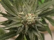 Uso de drogas cresce no Brasil e experimentação de maconha dispara em 11 anos, aponta estudo