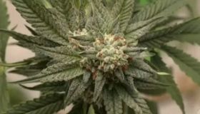 Uso de drogas cresce no Brasil e experimentação de maconha dispara em 11 anos, aponta estudo