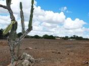 Seca e desmatamento avançam e ameaçam tornar 32% do semiárido em AL em deserto