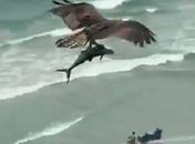 Vídeo: Águia é flagrada sobrevoando praia carregando tubarão