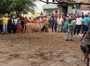 Festa do Jegue movimenta povoado Piau, em Piranhas; Veja vídeos