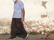 Vídeo: Cãozinho com máscara passeando com dono viraliza e encanta internautas em Arapiraca