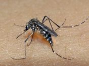 Mosquito Aedes aegypti é o transmissor da dengue, zika e chikungunya 