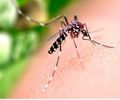 Alagoas tem 4,5 mil casos prováveis de dengue, 1,2 mil de chikungunya e 18 de zika; Sesau confirma óbito por dengue