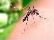 Alagoas tem 4,5 mil casos prováveis de dengue, 1,2 mil de chikungunya e 18 de zika; Sesau confirma óbito por dengue
