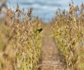 El Niño em AL: Entenda por que o fenômeno ameaça encarecer o feijão, a carne e o ovo